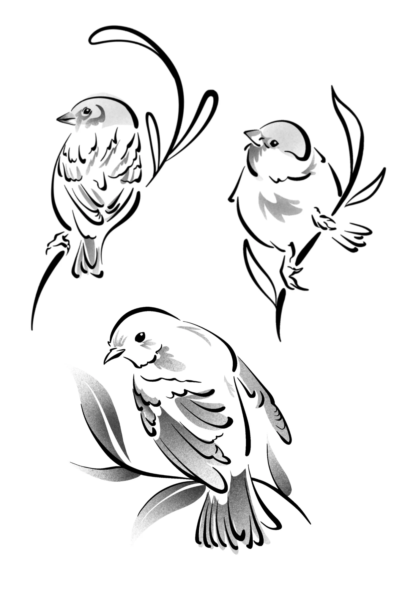 Flash moineau